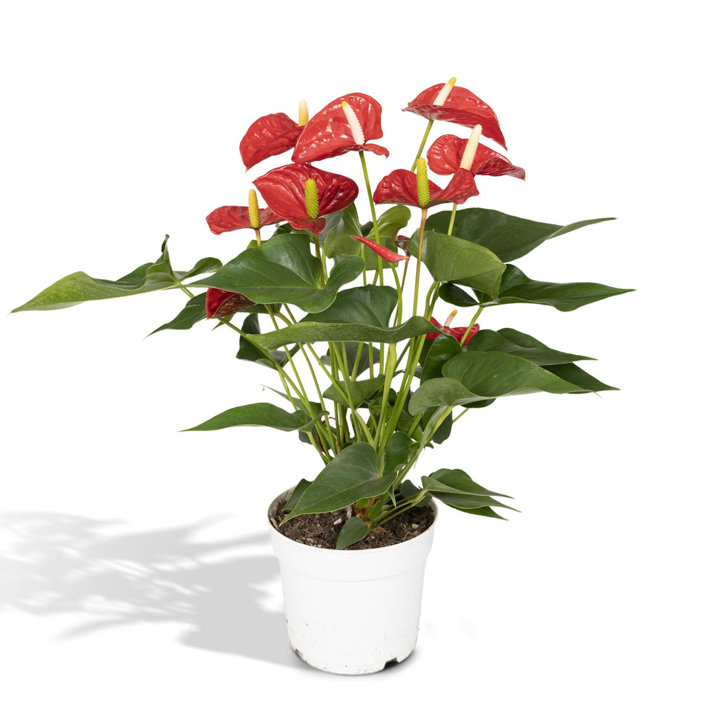 Detailfoto van Anthurium rood, kamerplant met glanzende bloemen, 55 cm hoog