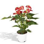 Detailfoto van Anthurium rood, kamerplant met glanzende bloemen, 55 cm hoog