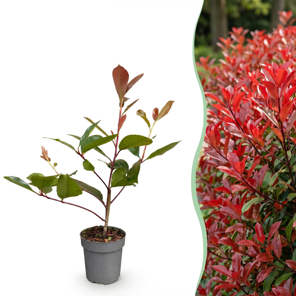 Glansmispel Red Robin, haagplant, plant in pot