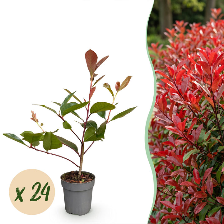 Glansmispel Red Robin, haagplant