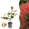 Glansmispel Red Robin, haagplant