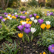Krokus soortenmix bloembollen, Crocus species, foto 2