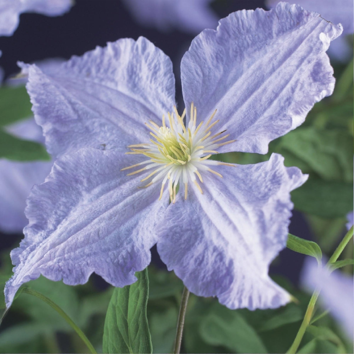 Clematis Blue Angel, kenmerkend blad