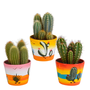 Cereus mix