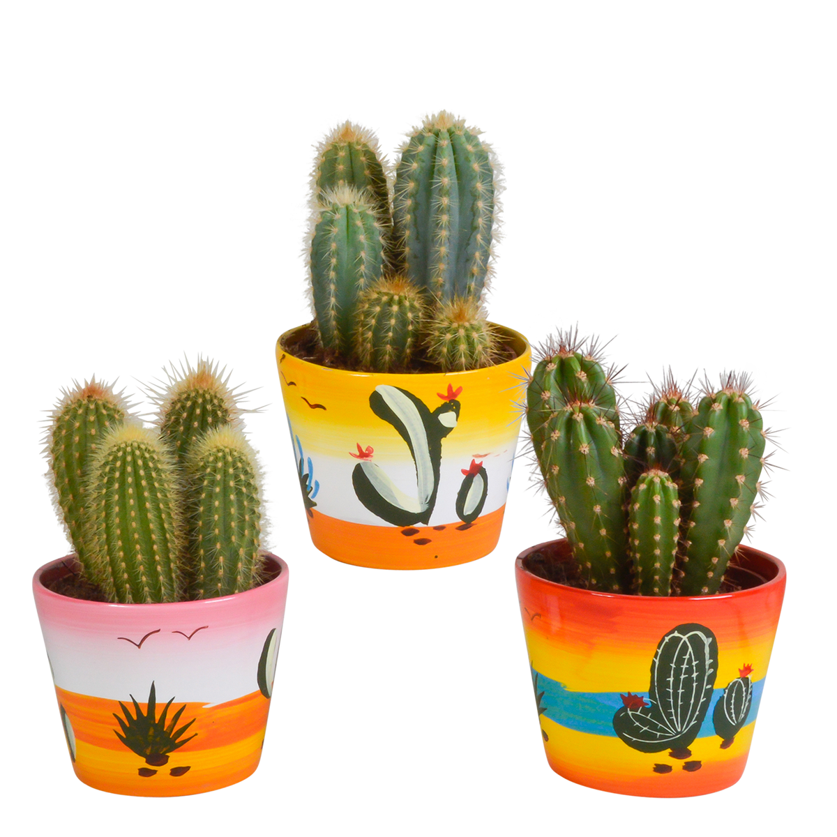 Productafbeelding van Pureplant