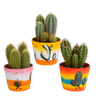 Cereus mix