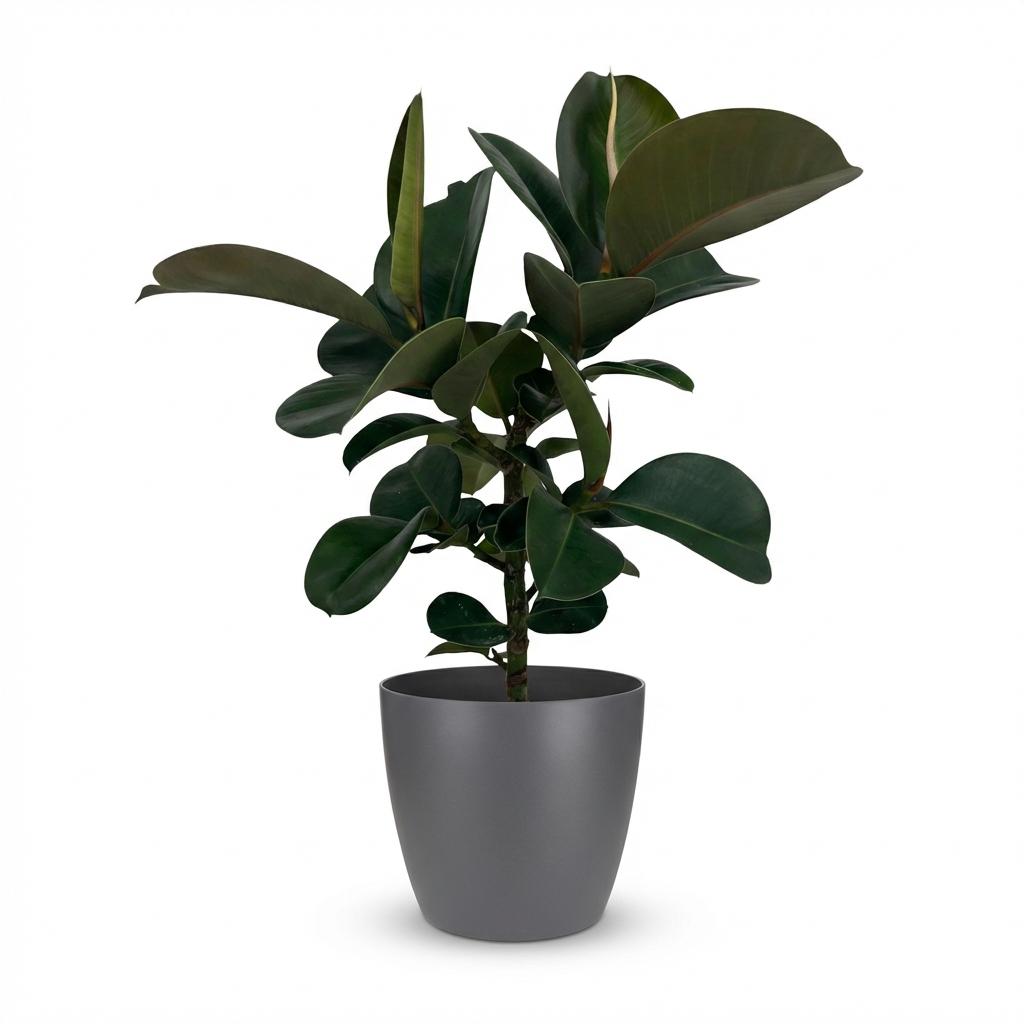 Rubberplant (Ficus Elastica Cloe) met grijze pot, plant in pot