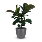 Rubberplant (Ficus Elastica Cloe) met grijze pot, plant in pot