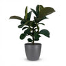 Rubberplant (Ficus Elastica Cloe) met grijze pot