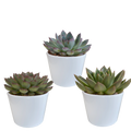 Echeveria mix, 3 stuks in Ø10,5 cm pot