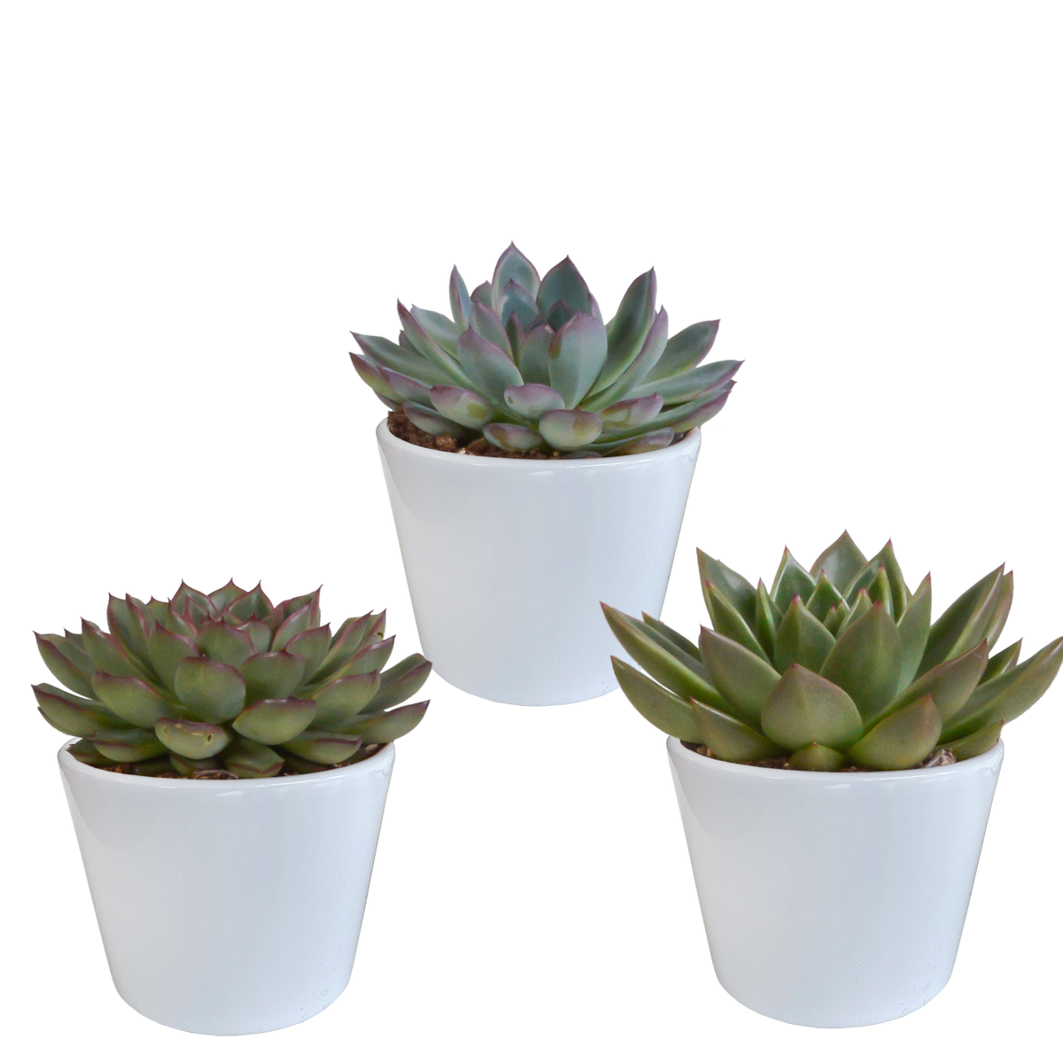 Productafbeelding van Pureplant