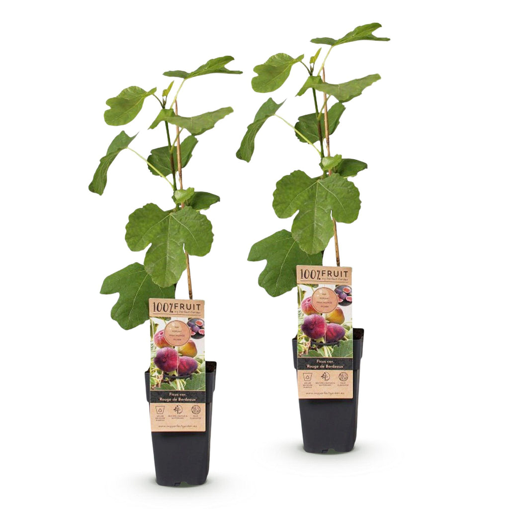 2x Vijgenboom Rouge de Bordeaux, kenmerkend blad