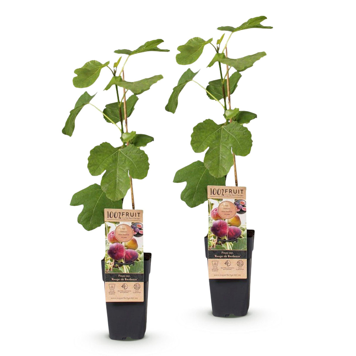 2x Vijgenboom Rouge de Bordeaux, kenmerkend blad