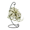 Tillandsia King Xero, plant in pot