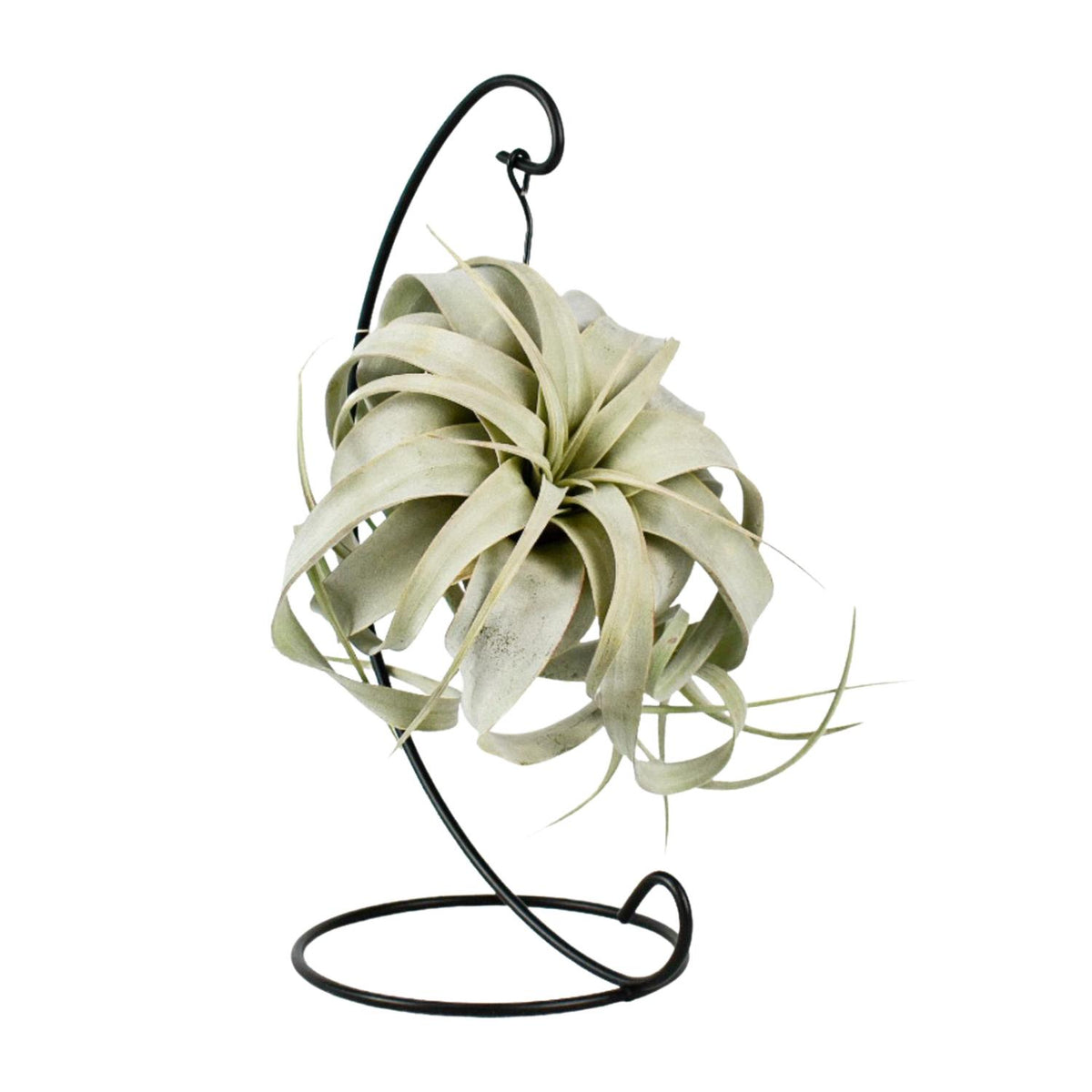 Tillandsia King Xero, plant in pot
