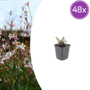 Gaura l. &