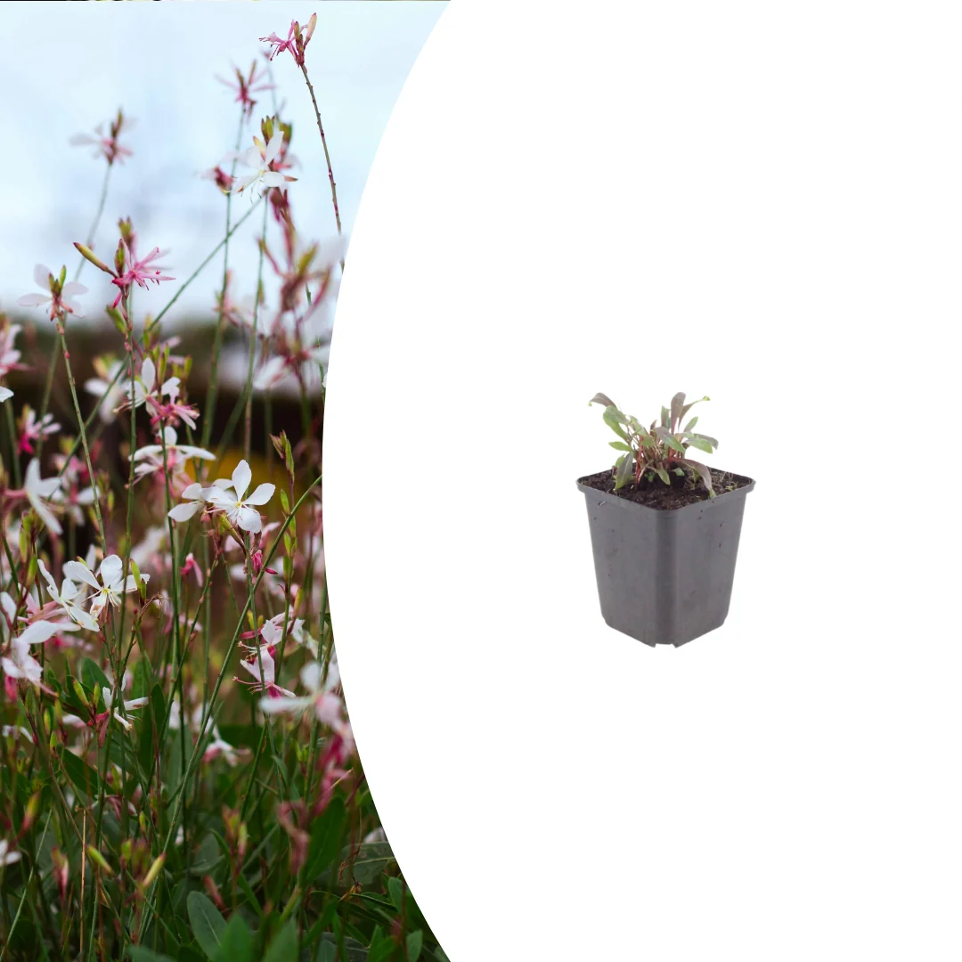 Gaura l. 'Siskiyou Pink', sierlijke plant
