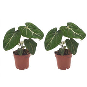 Philodendron Gloriosum