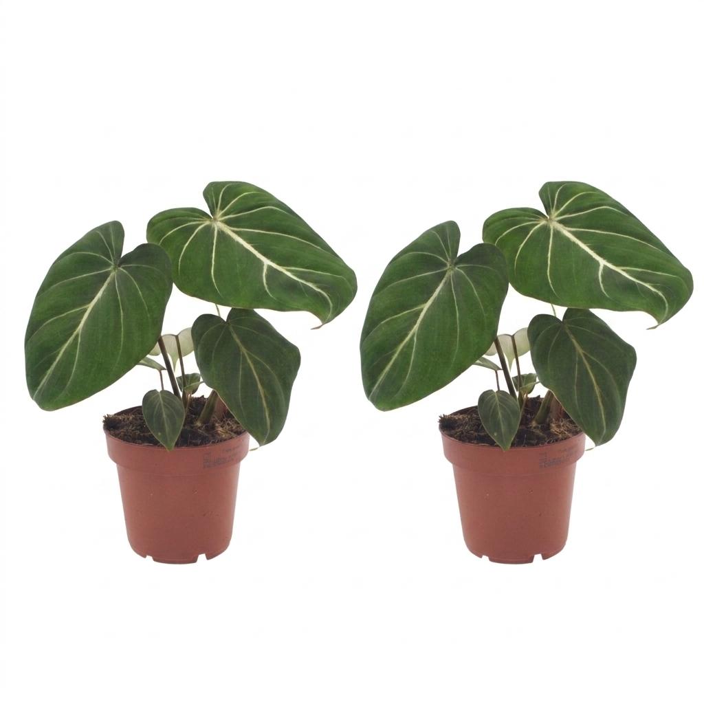 Philodendron Gloriosum, kenmerkend blad