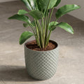 Plantenpot met reliëf, keramiek in saliegroen, Ø13,5 cm, plant in pot