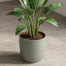 Plantenpot met reliëf, keramiek in saliegroen, Ø13,5 cm