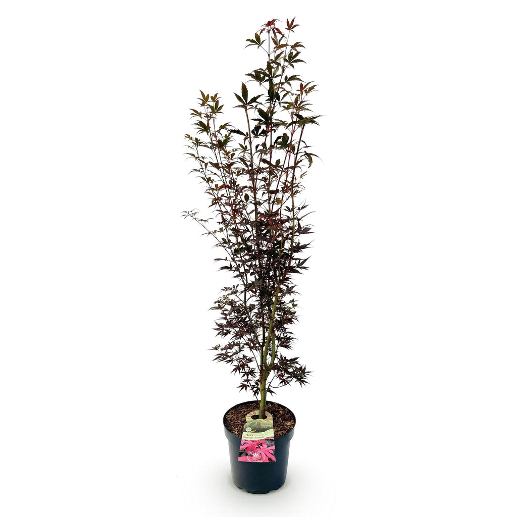 Acer palmatum Skeeters Broom, kenmerkend blad