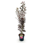 Acer palmatum Skeeters Broom, kenmerkend blad