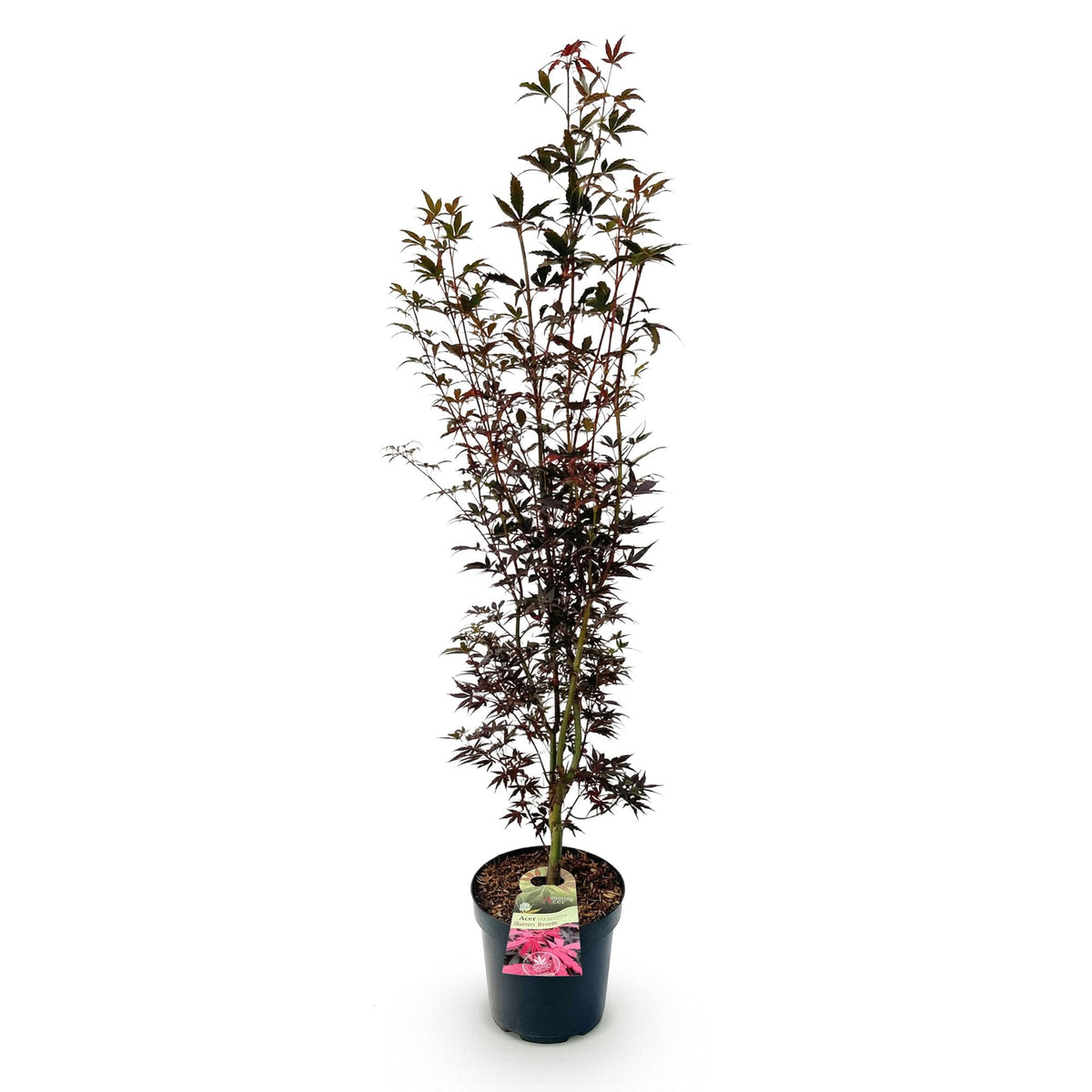 Acer palmatum Skeeters Broom, kenmerkend blad