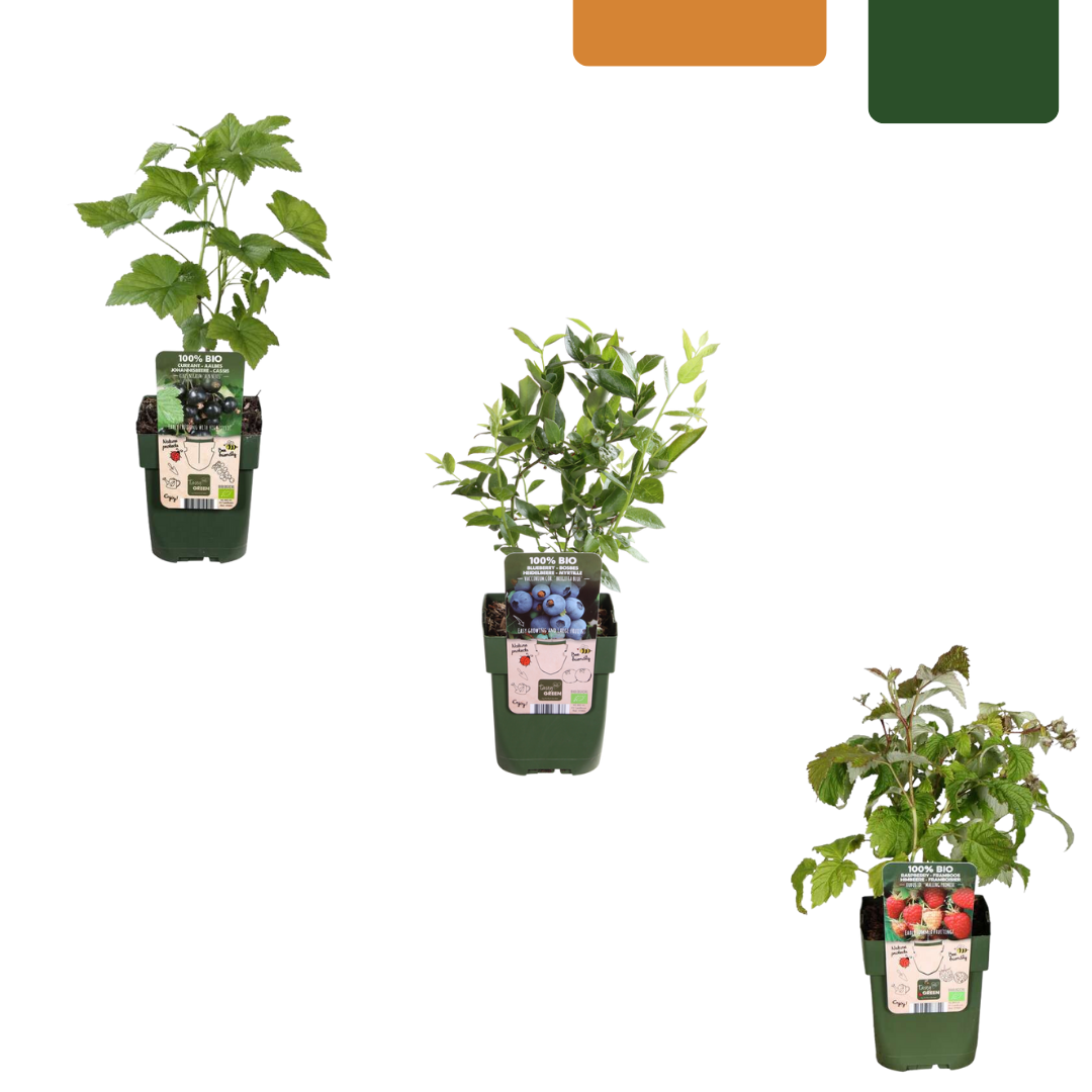 Vruchten feestje, BIO fruitplanten mix van 3 soorten, plant in pot