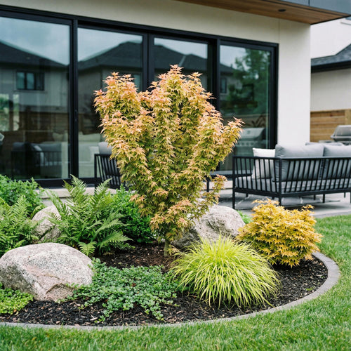 Acer palmatum Koto Hime, plant in pot