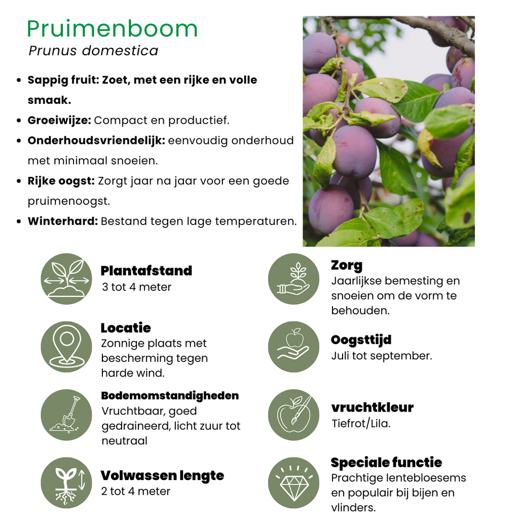 Biologische fruitbomen appel, peer, kers en pruim, set van 4, sierlijke plant