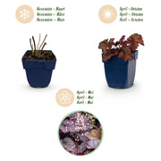 Heuchera micr. Palace Purple - Purperklokje - Schaduw - Paars - 6 Planten