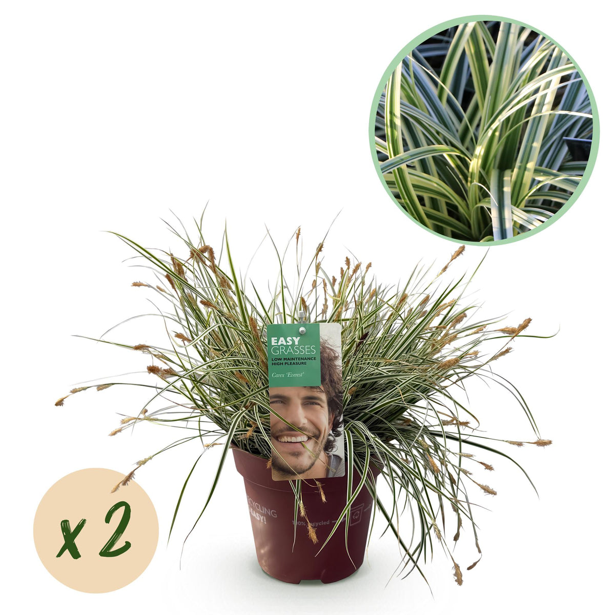 Carex oshimensis Everest - Wit en Groen, detail van het blad