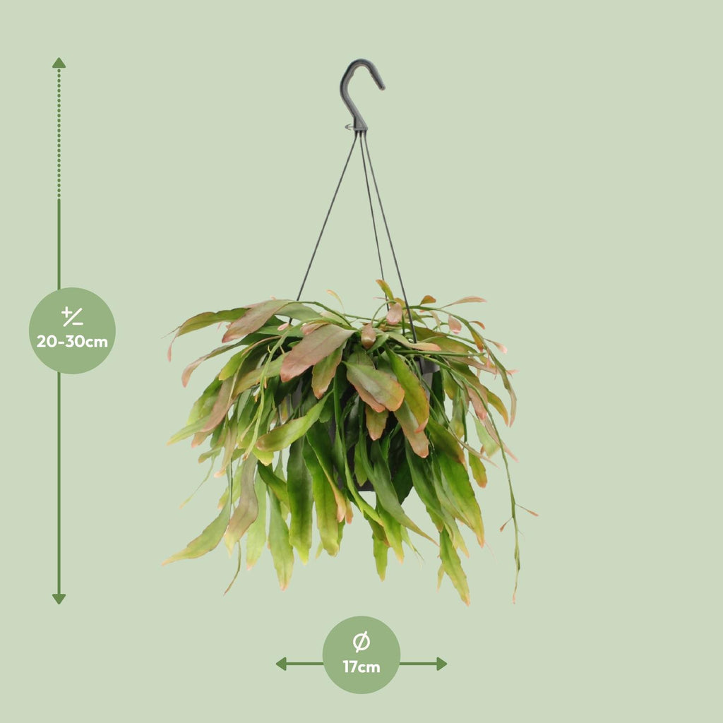 Detailfoto van Rhipsalis Red Coral