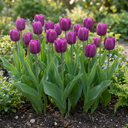 Triomftulp Purple bloembollen, paars, foto 2