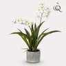 Kunstplant - Orchidee - Wit