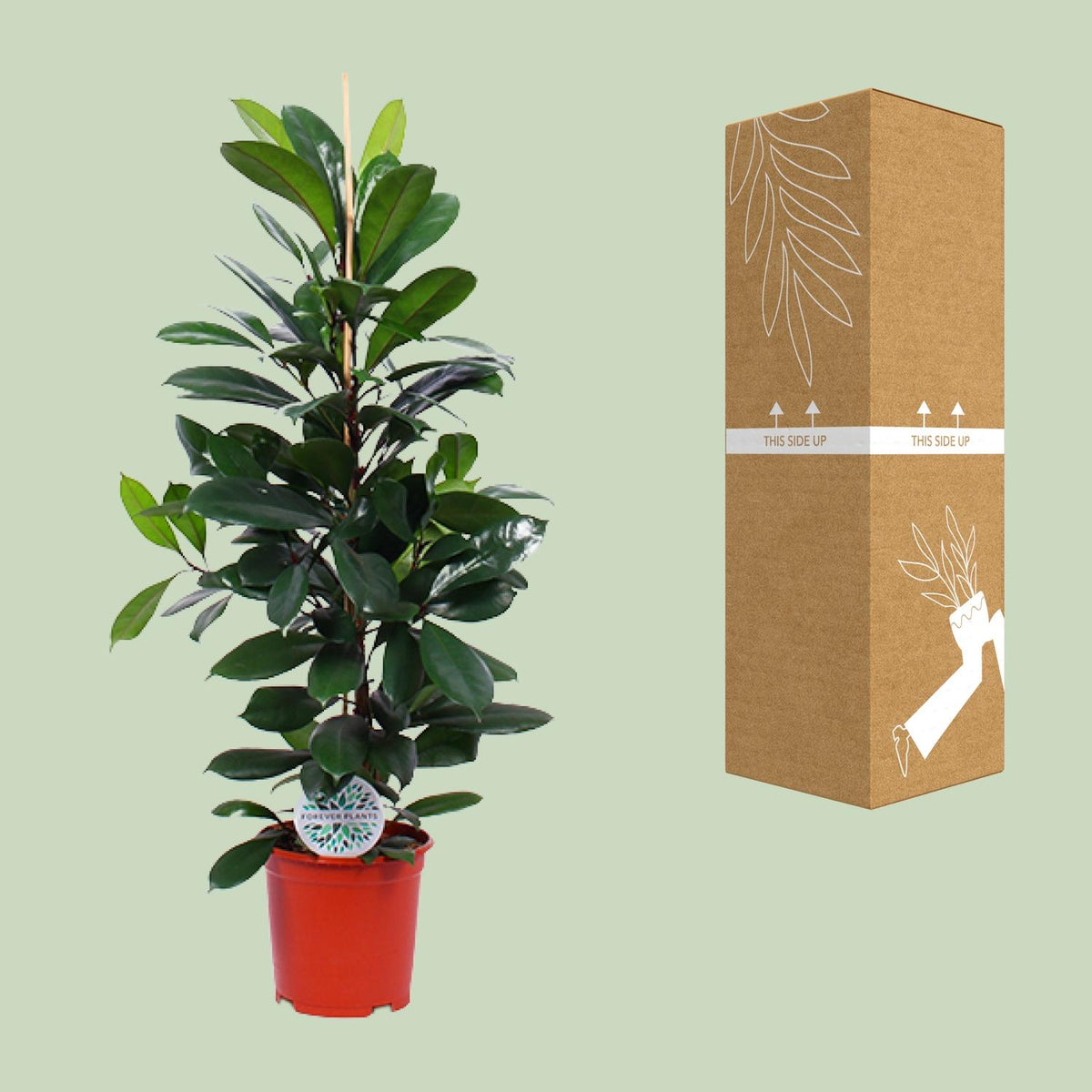 Ficus Cyathistipula, kenmerkend blad