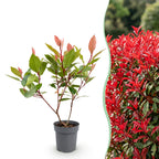 Photinia Little Red Robin, compacte plant