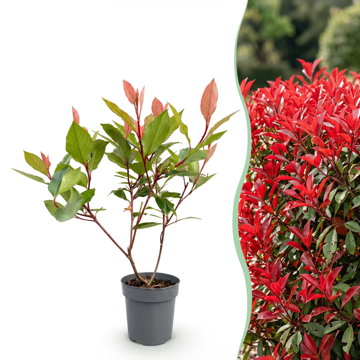Photinia Little Red Robin, compacte plant