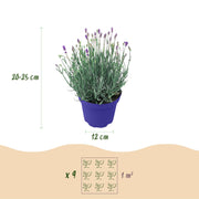 Lavandula angustifolia Hidcote, 15-25 cm hoog