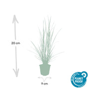 Pennisetum alopecuroides &