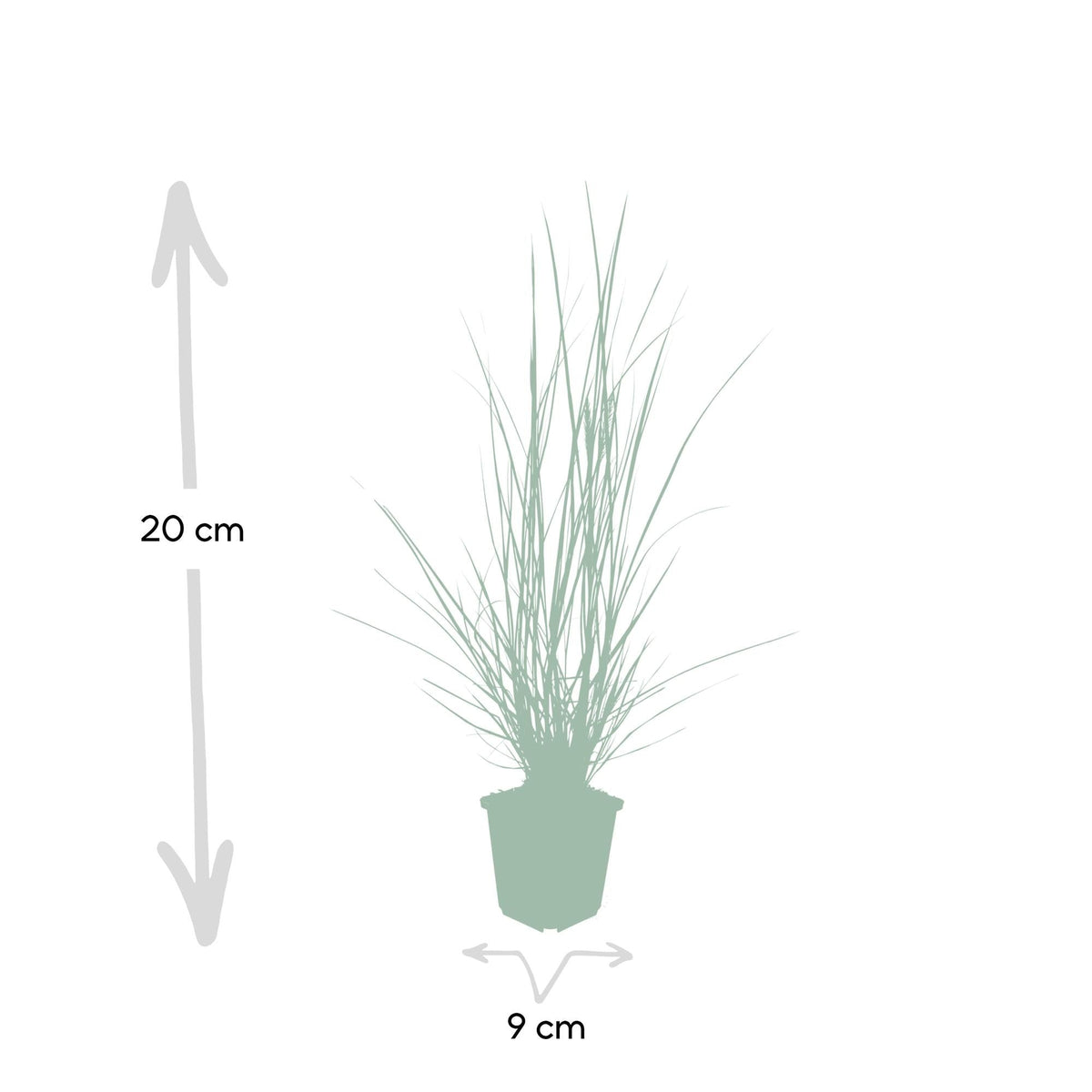 Pennisetum alopecuroides 'Hameln', kenmerkend blad