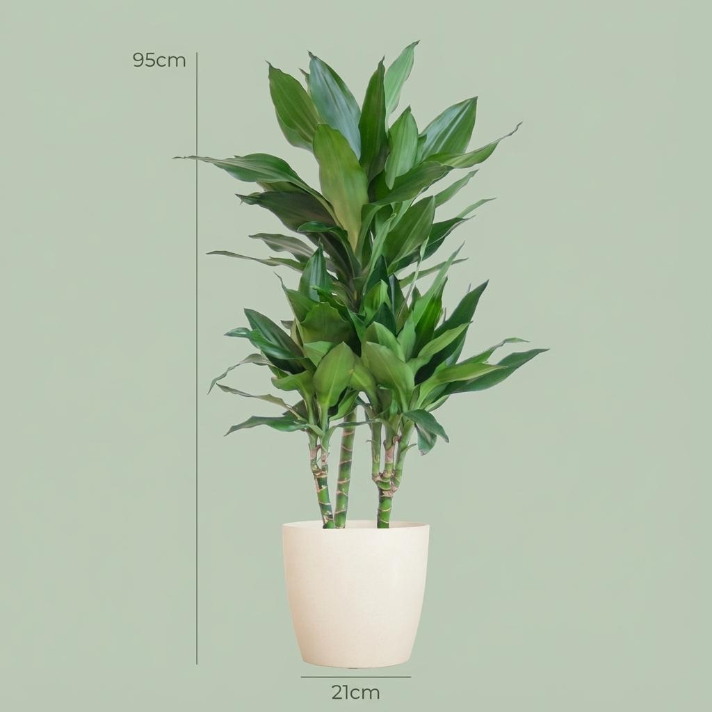 Dracaena Janet Lindt met witte pot, groene bladeren