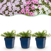 6x Vlambloem Tricolour, met paarse, roze en witte bloemen