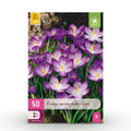 Crocus Ruby Giant, detail van het blad