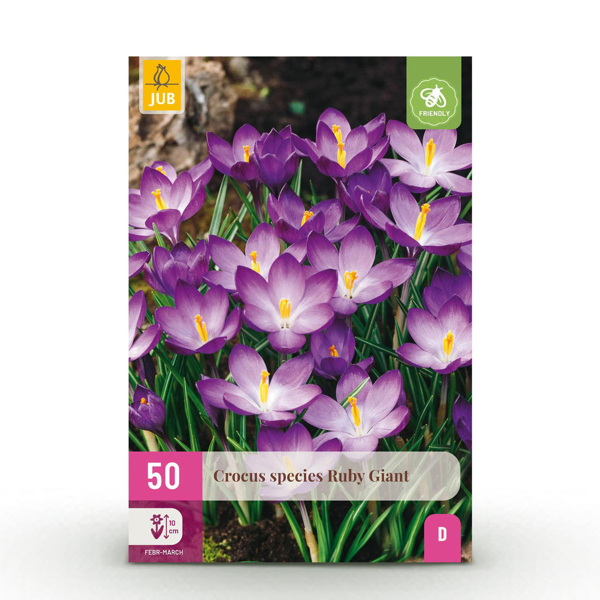 Crocus Ruby Giant, detail van het blad