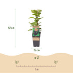2x Bramenplant Black Jewel, kenmerkend blad