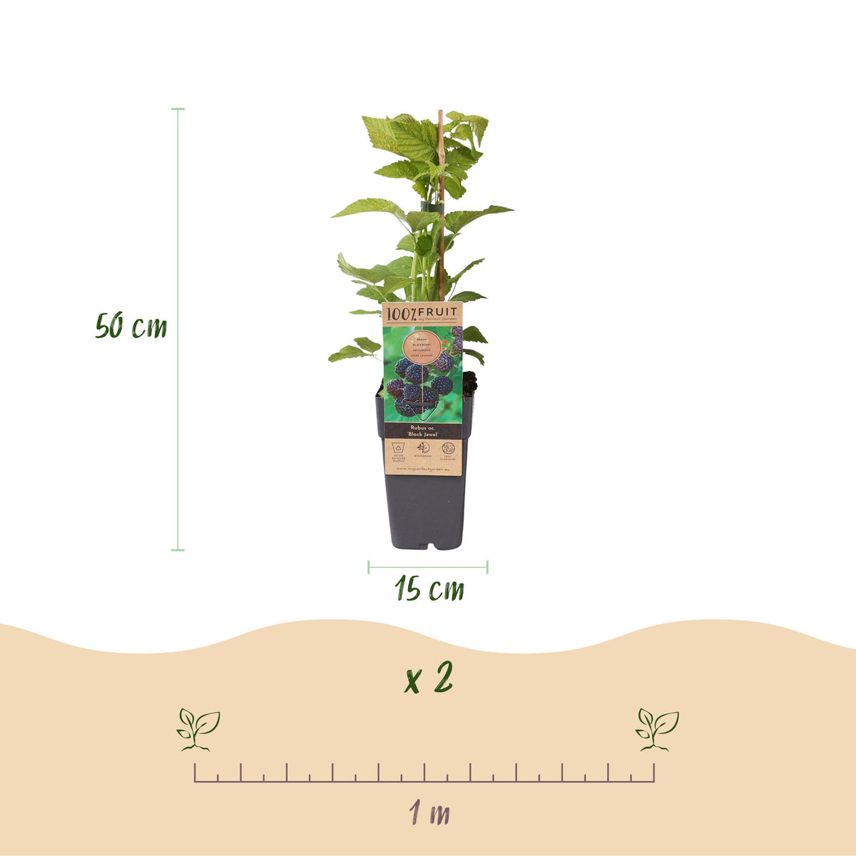 2x Bramenplant Black Jewel, kenmerkend blad