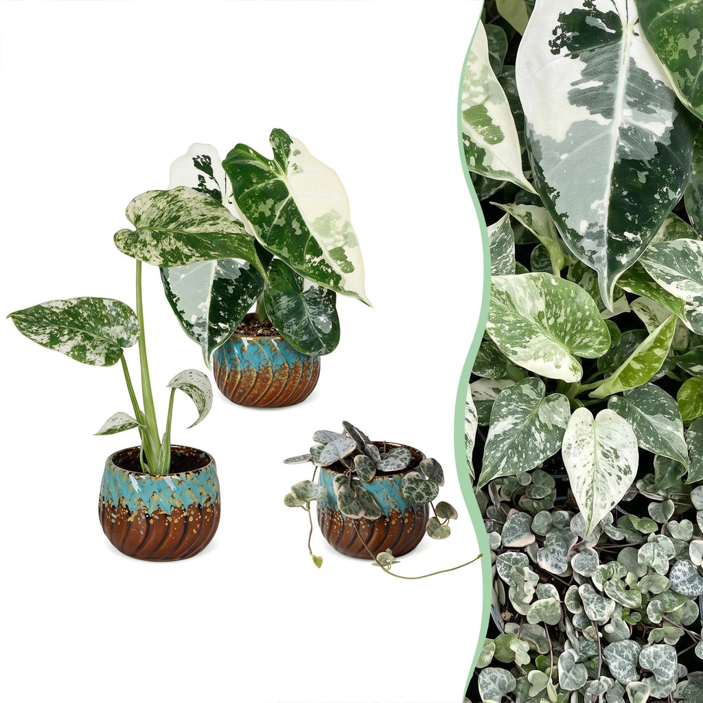 3x Baby Variegata Mix - Diversen - Tropisch - incl. Copper Reef - Ø6cm - ↕10-15cm, plant in pot