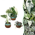 3x Baby Variegata Mix - Diversen - Tropisch - incl. Copper Reef - Ø6cm - ↕10-15cm, plant in pot